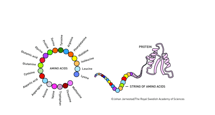 20 common naturally occurring amino acids are represented with colored circles. These join up to form a string of amino acids, that folds into a protein - a large molecule with a specific biological function.